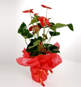  Anthurium Bitki