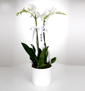 Kutsal Sevgi Beyaz Orkide  