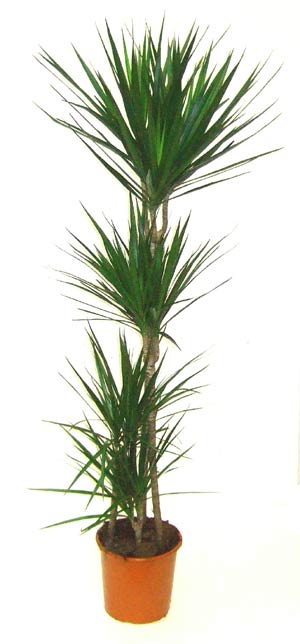 3’lü Dresena Marginata 