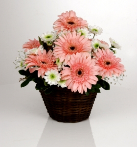 Sepette Gerbera ve Krizantem  