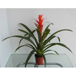 Guzmania