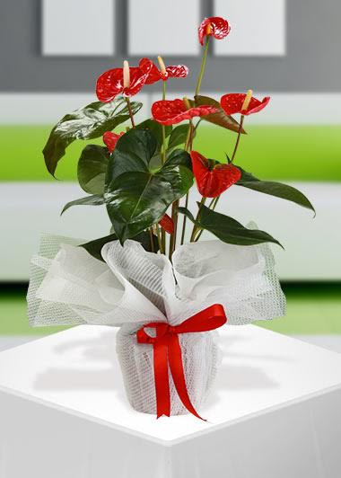Kırmızı Antorium Saksı Çiçeği  